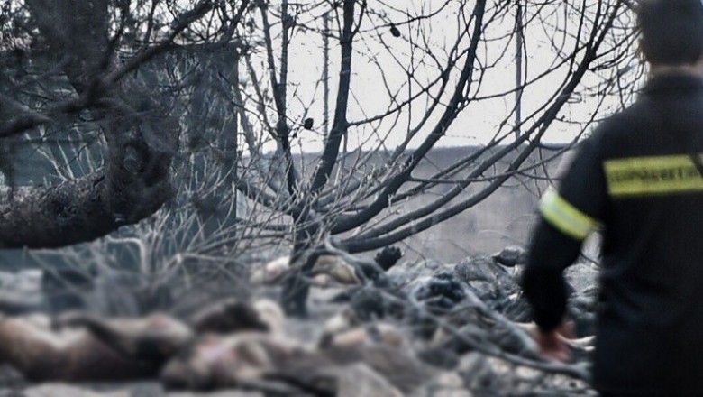 مصرع 50 شخصا بسبب حرائق الغابات في اليونان