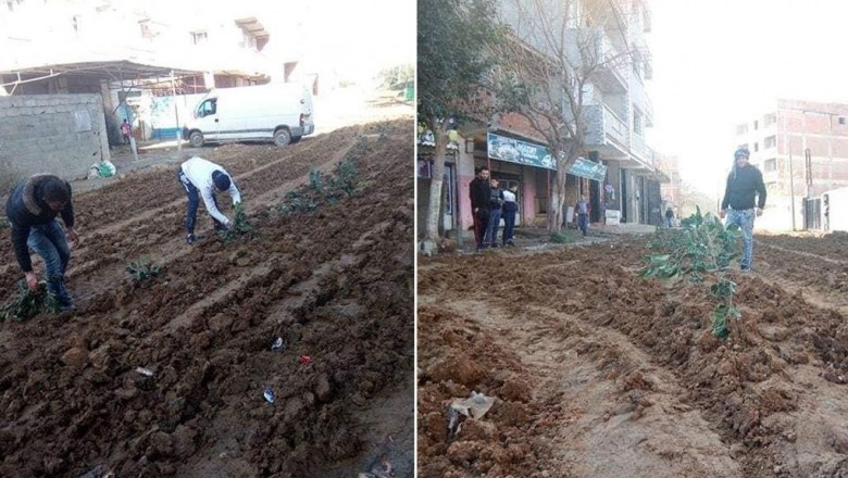 في الجزائر.. مواطنون يزرعون البصل والبطاطا في الشارع احتجاجا على وضعية الطريق